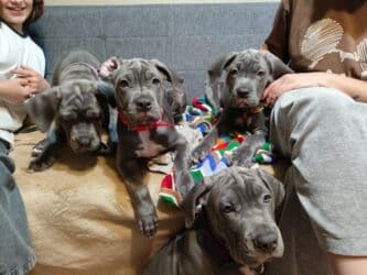 кавказ собака: Продаются щенки кубинского питбультерьера, линейное разведение — 16