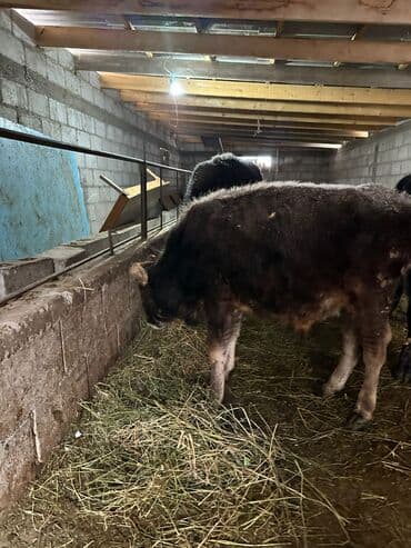 корм токмок: Сатам | Бука (эркек) | Аргын | Бордоп семиртүү үчүн | Байланган — 3