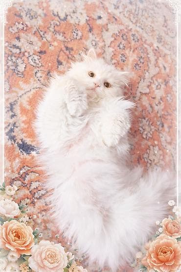 белая персидская кошка: Отдадим в добрые руки. Нашли белого,пушистого кота,район 1 — 1