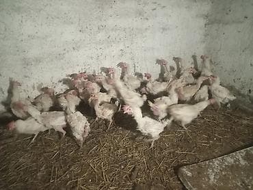 брама лосось: Продаю куры несушка 150 сом за курицу оптом 28штук есть — 2