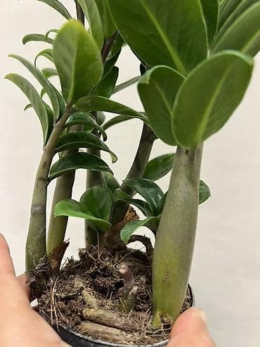 Үй жана бакча: Замиокулькас зензи по 7,8 кустов в одном горшке (Zamioculcas — 3