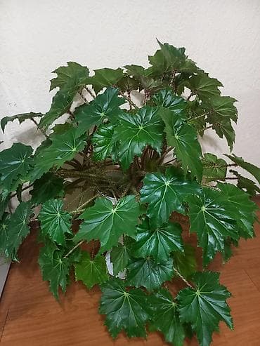 листы от контейнера: Бегония каролинаифолия (Begonia carolineifolia) — крупнолистное — 1