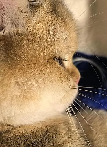 Продажа кошек: Скотиш Страйт (Шотландская прямоухая), 6 месяцев, Мальчик, Золотая шиншилла, Приучена к лотку, Проглистована — 2