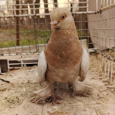 декоративные кролики: Касмач +такла самец маладой играет не играет не знаю Подходит: - для — 7