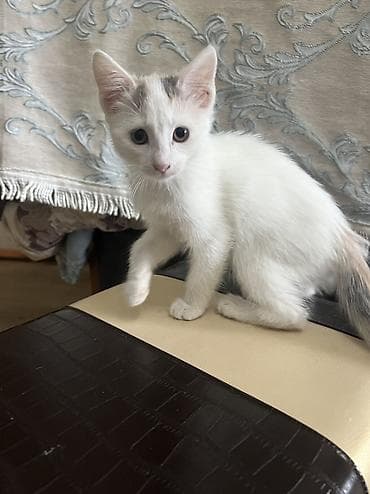 белый амур: 2 месяца, Девочка, Метис, Приучена к лотку, Проглистована — 3