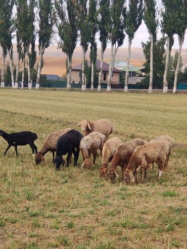 продам козу дойную: Продаю | Овца (самка) | Для разведения | Ярка — 4