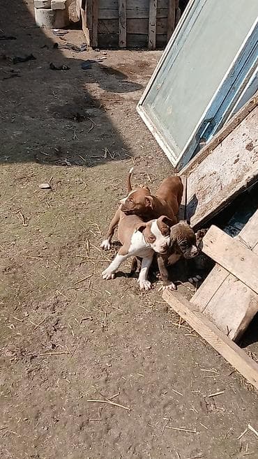 Иттер сатылат: Щенки, похожие на американских питбультерьеров/стаффордов. - Возраст — 1