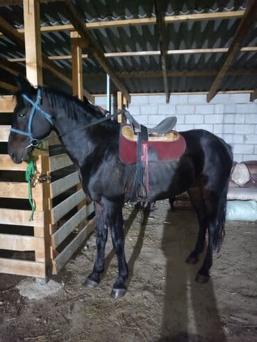 куда можно отдать собаку в бишкеке: Продаю | Конь (самец) | Полукровка | Конный спорт — 8