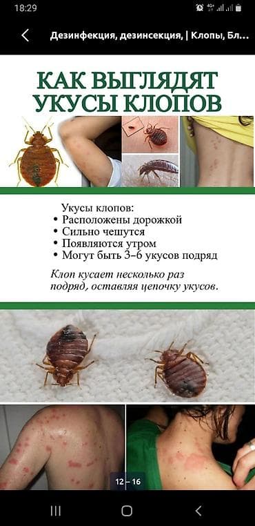 мышеловка бишкек: Профессиональная дезинсекция и дезинфекция «Без запаха» — городская — 2