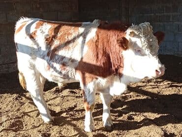 Продаю | Бык (самец) | Монбельярд | На откорм | Племенные