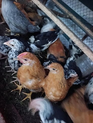 куры бройлерные: Продаю | Цыплята — 3