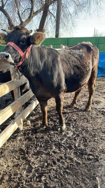Продаю | Корова (самка) | Алатауская | Для молока | Привязанные