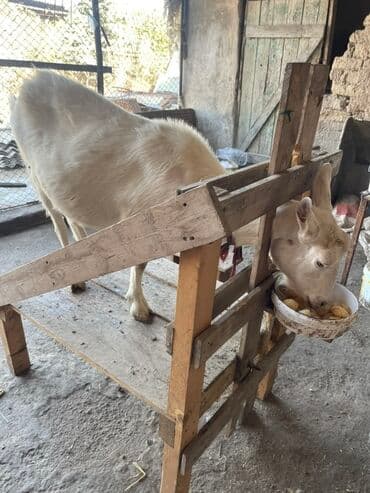 Продаю | Коза (самка) | Зааненская | Для молока