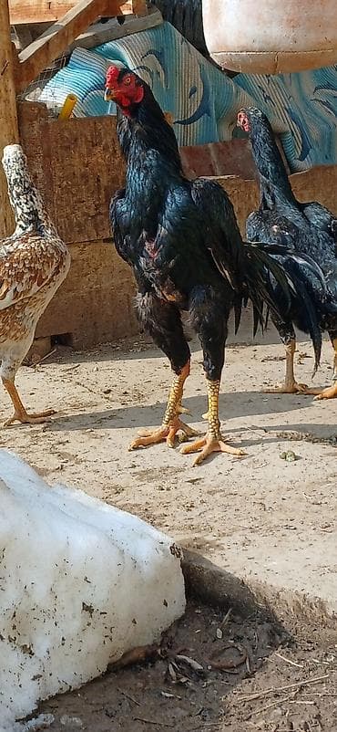 шотландская вислоухая кошка: Продаю | Петух | Бойцовая | Для разведения — 4