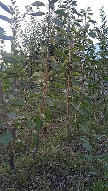 грибы вешанки: Саженцы черешни (вишни сладкой) - Порода: черешня. На фото — — 3