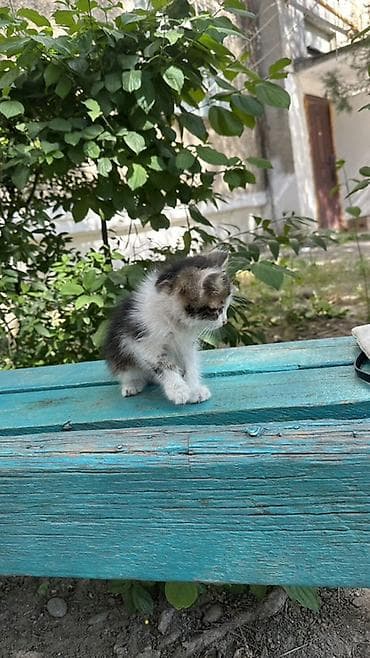 каракол кошка: Котёнок, очень красивый спокойный его помыть и все будет отличным — 3