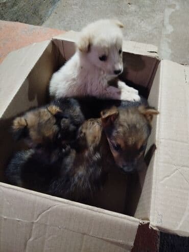 Вязка собак: Щенки метисы, помёт из 4 малышей. Описание: Оставили у ворот,может — 2