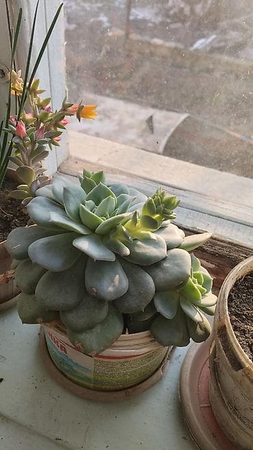 лировидный фикус: Комнатные растения в горшках — набор. В составе: - Пальма (вероятно — 6