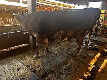 Ветеринар кызматы: Сатам | Уй (ургаачы) | Алатоолук | Бордоп семиртүү үчүн, Союуга | Кысыр, Байланган — 2