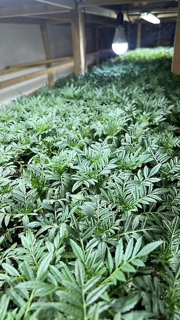 Үй жана бакча: Адрес г. Ош Штука 20 сом Оптом 15 сом Рассадa бархатцев (Tagetes) в — 2