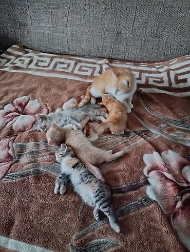животные кошки: Отдам в добрые руки. котята добрые, ласковые, игривые. к лотку — 3