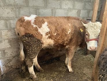 амстафф бишкек: Сатам | Уй (ургаачы) | Симментал | Бордоп семиртүү үчүн | Байланган — 3