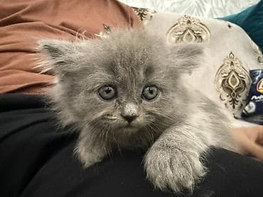 скотч терьер: Скотиш Страйт (Шотландская прямоухая), 2 месяца, Девочка, Серый, Приучена к лотку — 1