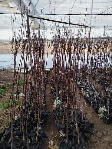 адамово дерево: Саженцы деревьев — 3