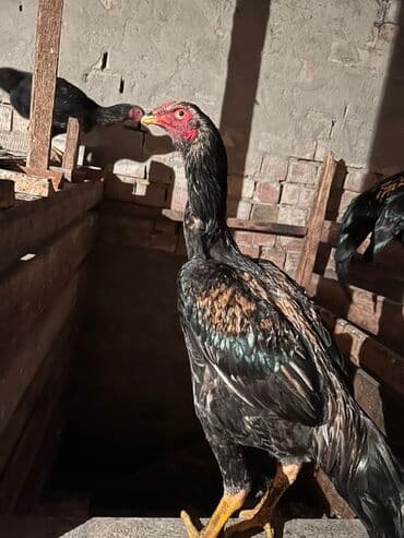 продаю индоутки: Продаю | Куры | Бойцовая | Для разведения — 5