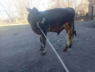 дойних коров: Продаю | Тёлка | Для разведения | Нетель — 12