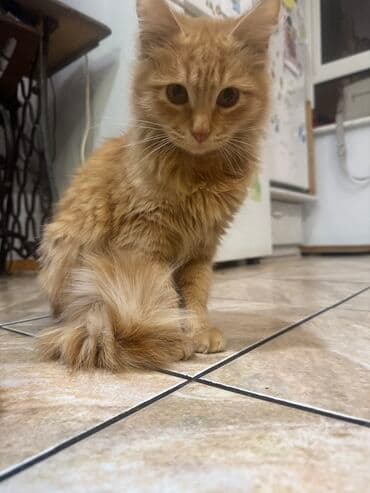 рэгдолл кошка купить: Породасыз, 6 айлык, Эркек, Кызгыл сары, Лотокко барууга үйрөтүлгөн — 2