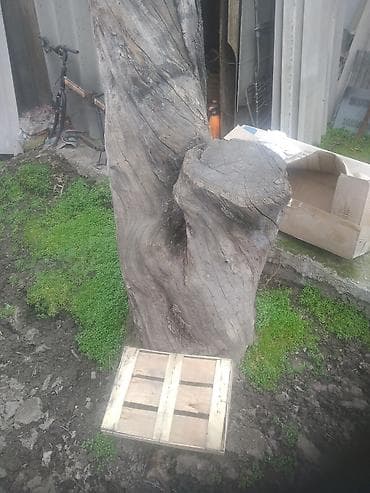 Ствол дерева/сухостой для распила и декора,отдам даром на распил - at lalafo.kg Ствол дерева/сухостой для распила и декора,отдам даром на распил -
