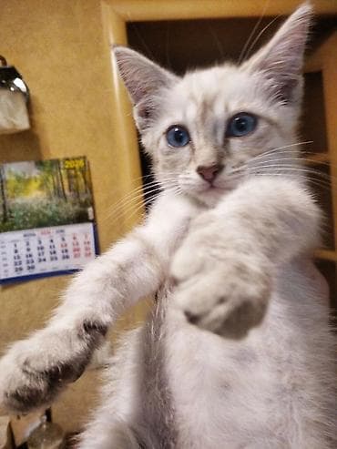 Животные: Кошка даром: Сиамская, 1 месяц, Девочка, Приучена к лотку, Проглистована — 2