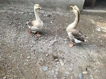 утки мандаринки: Домашние гуси - Порода: линда+крупные серые (характерный «шишак» на — 8