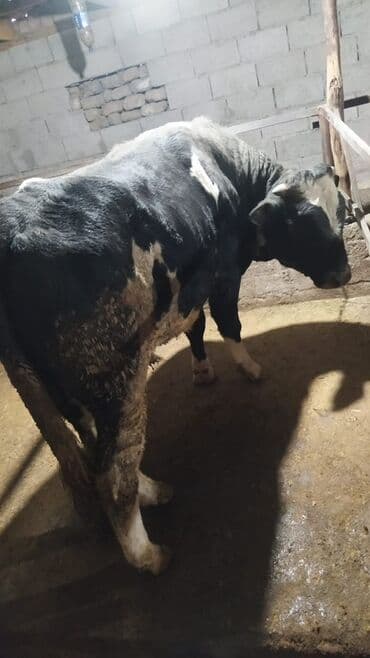 собаки в добрые руки: Продаю | Бык (самец) | На откорм | Привязанные — 3