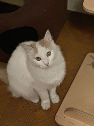 куда можно сдать кошку: Кошка даром: Беспородная, 5 месяцев, Девочка, Кастрирована — 1