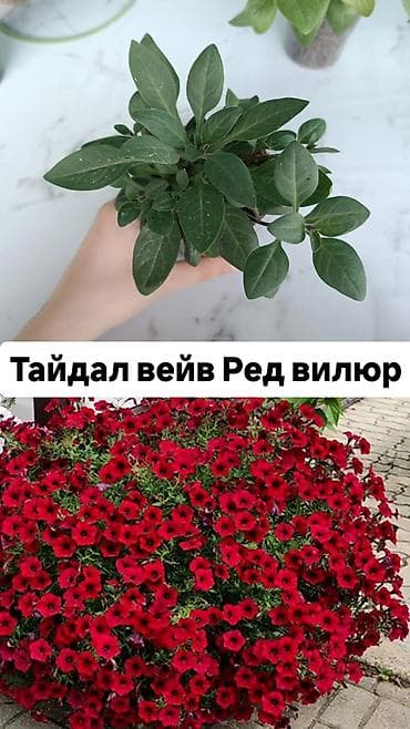 акантовка лапка: Рассада ампельной петунии (серии Тайдал Вейв и Опера) Доступные — 3