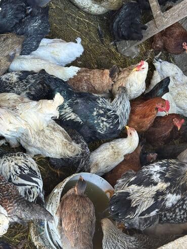 бишкек ит базар: Молодые куры и петухи — 5