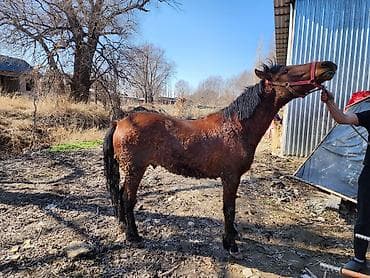 седло для лошадей: Продаю | Жеребец | Рабочий — 3