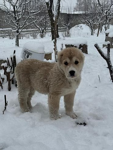 авчарка шенки: Алабай
Дата рождения: 21.12.2025 — 1