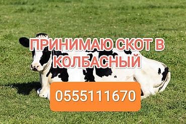 ко шамо: Частное лицо, Колбасный цех : Коровы, быки, Лошади, кони, Другие с/х животные, | Круглосуточно, Любое состояние, Забитый — 1