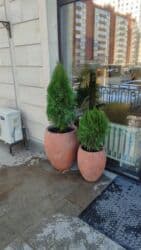 деревья продаю: Туя западная Smaragd (Thuja occidentalis ‘Smaragd’) — вечнозелёная — 8