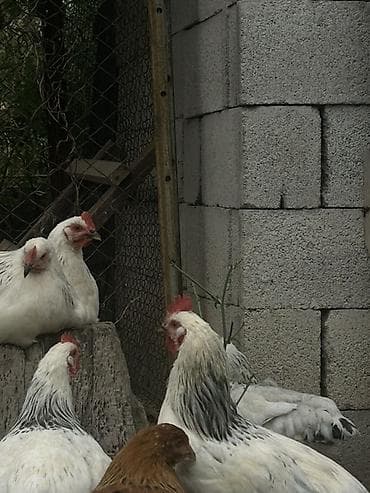 кохинхин карликовый: Продаю | Куры | Брама | Для разведения — 2