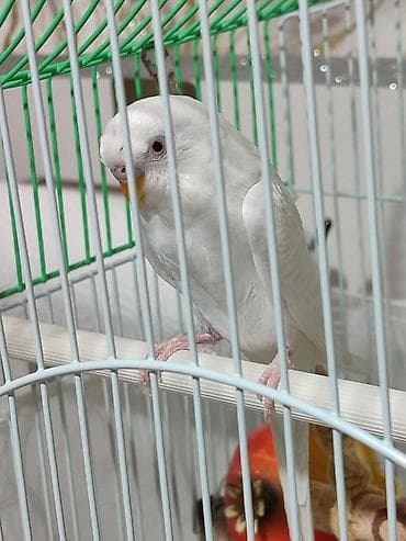 Аквариумдар: Клетка и волнистый попугай белого цвета (самка),спокойный не шумитне — 6