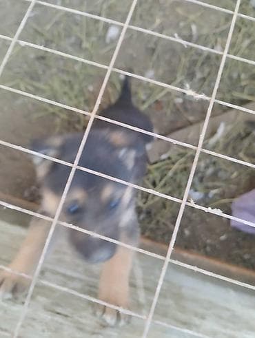 Кошки: Немецкая овчарка, 2 месяца, Самец, С родословной — 6