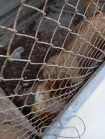 Вязка собак: 3 года, Самец, С прививкой — 4