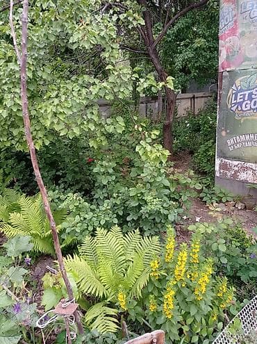 дом с арашан: Дом с внутренним двором и террасой/верандой. - Одноэтажный жилой дом — 5