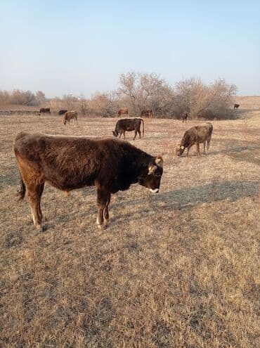 комбикорм для бройлеров: Продаю | Бык (самец) | Швицкая | На откорм — 4