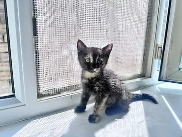 мал айдаган ит сатылат: Мышык бекер берилет: Породасыз, 2 айлык, Ургаачы, Лотокко барууга үйрөтүлгөн — 1