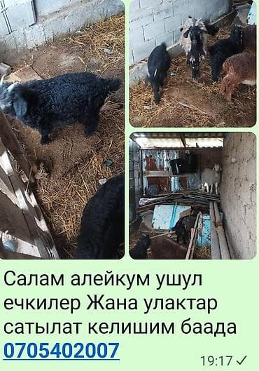 Продаю | Коза (самка) | Для разведения